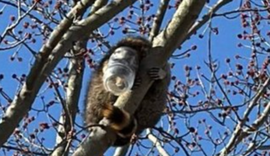 Greedy raccoon with peanut butter jar stuck on its head rescued by firefighters