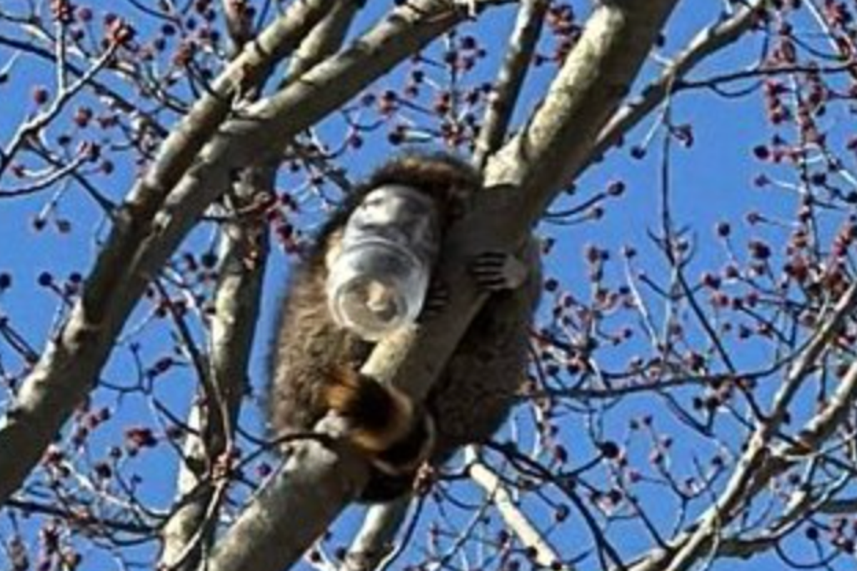 Greedy raccoon with peanut butter jar stuck on its head rescued by firefighters