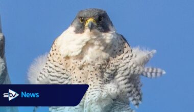 Peregrine falcons make Glasgow city chambers spire new home