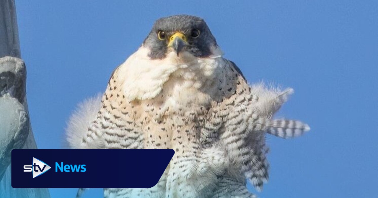 Peregrine falcons make Glasgow city chambers spire new home