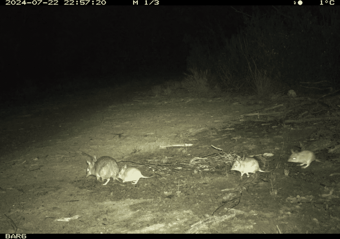 Motion sensor cameras deployed monitor the Shark Bay Bandicoots in the Pilliga State Conservation Area photographed a female bandicoot with three of her offspring following closely behind. 
Image credit: AWC