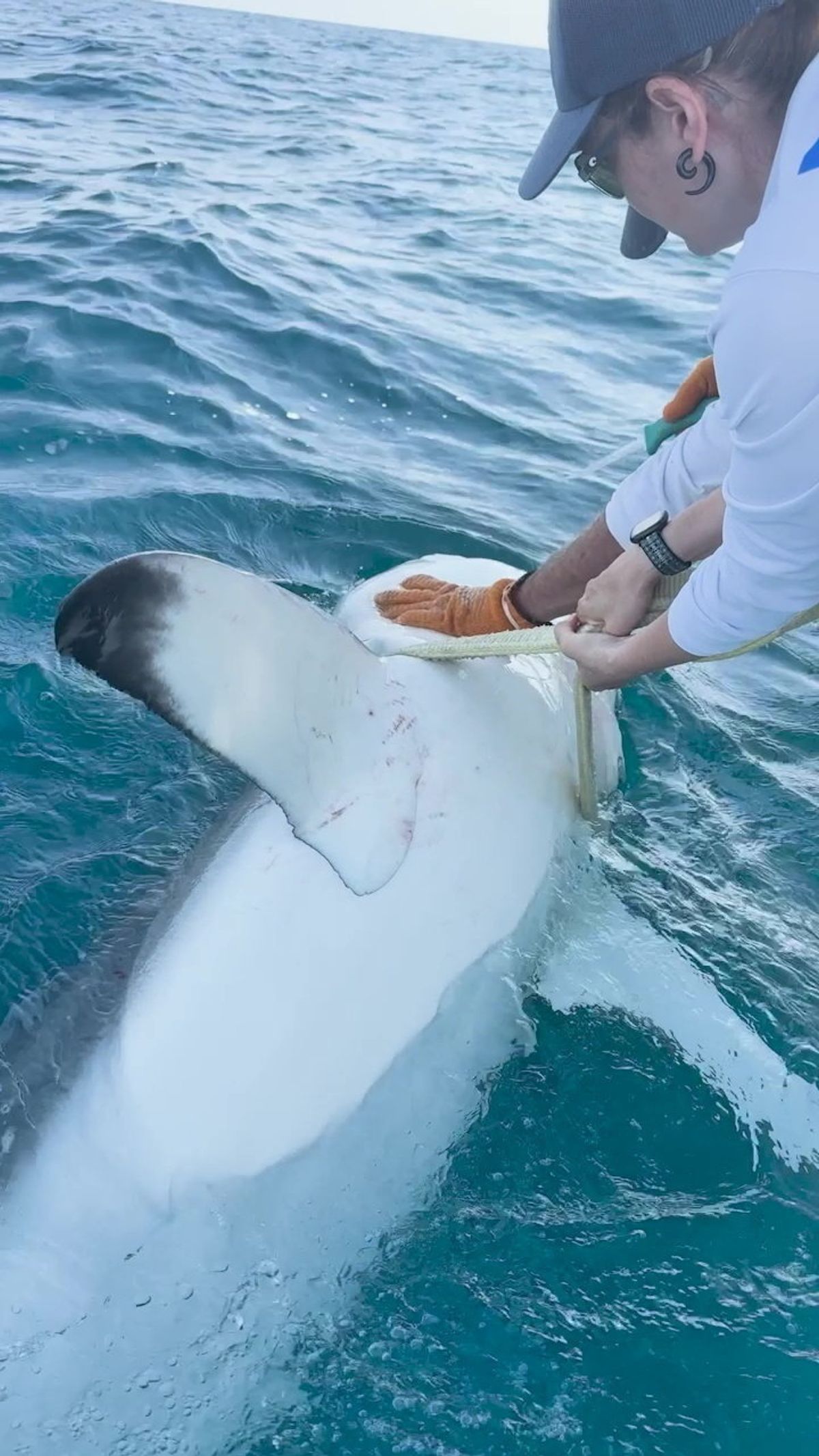 Shark being tagged by researchers