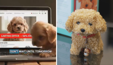 ‘Robot puppy’ Facebook ad banned by watchdog as customers report being misled by AI content