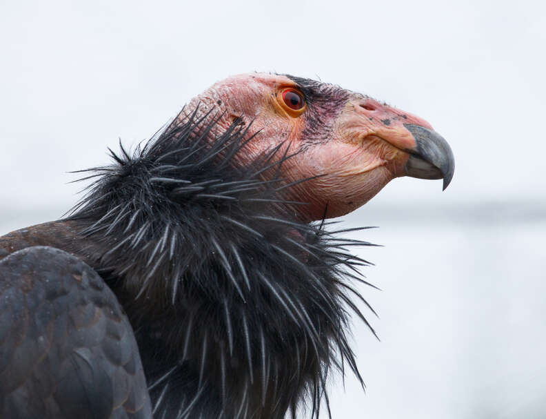California condor