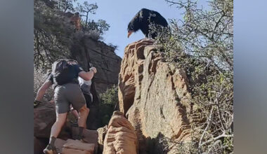 Hikers Feel Sudden Rush Of Wind — Then See A Giant Bird Land Above Them