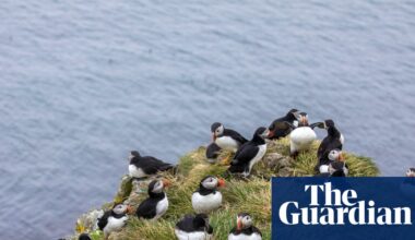 ‘A kaleidoscope of colour and life’: readers’ favourite UK spring days out | United Kingdom holidays