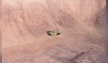 'Extremely Strong' Animal Gets Trapped At Skate Park — And The Rescue Turns Risky