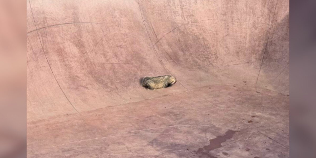 'Extremely Strong' Animal Gets Trapped At Skate Park — And The Rescue Turns Risky