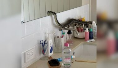 Huge Python Startles Homeowner When They Catch Him Using The Bathroom Mirror