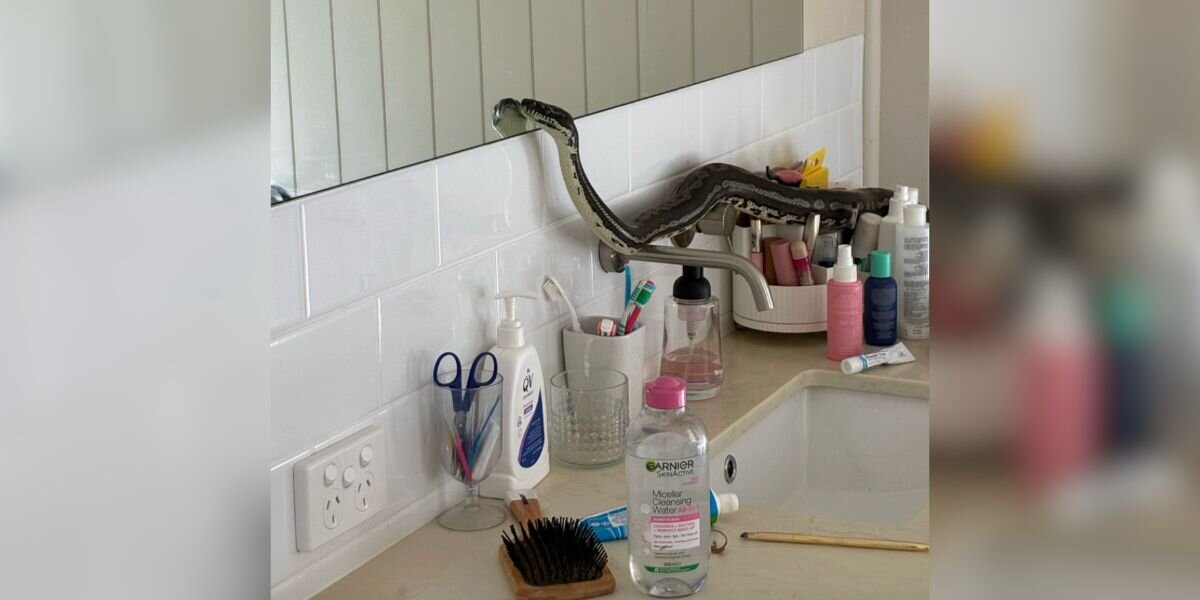 Huge Python Startles Homeowner When They Catch Him Using The Bathroom Mirror
