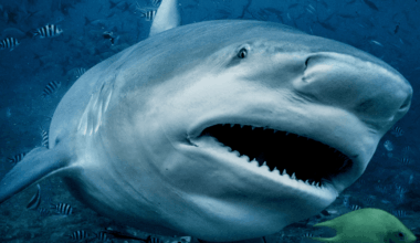 Sharks 'drugged with cocaine and painkillers' found near the Bahamas