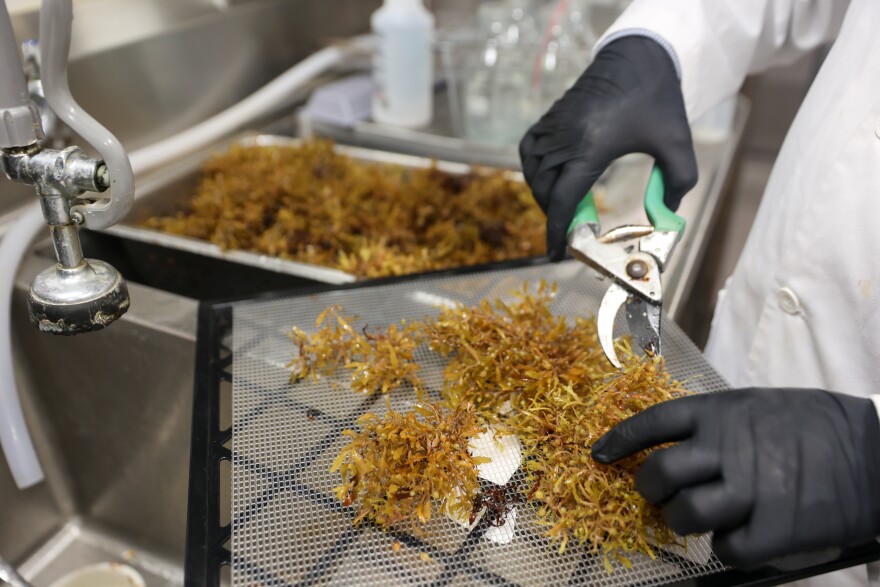 Florida International University researcher Imran Ahmad prepping pale brown sargassum for alginate extraction.