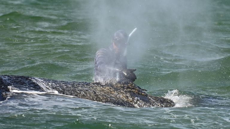 Animal rights activist Robert Marc Lehmann stands next to the stranded 10-meter-long humback whale.
Pic: Reuters