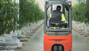 Huge greenhouses use gas to heat the hot water pipes