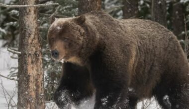 #TheMoment Banff's famous grizzly 'The Boss' came out of hibernation - CBC