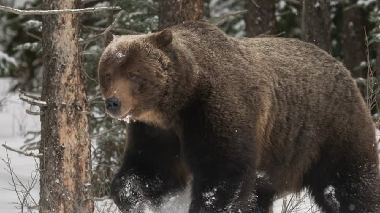 #TheMoment Banff's famous grizzly 'The Boss' came out of hibernation - CBC