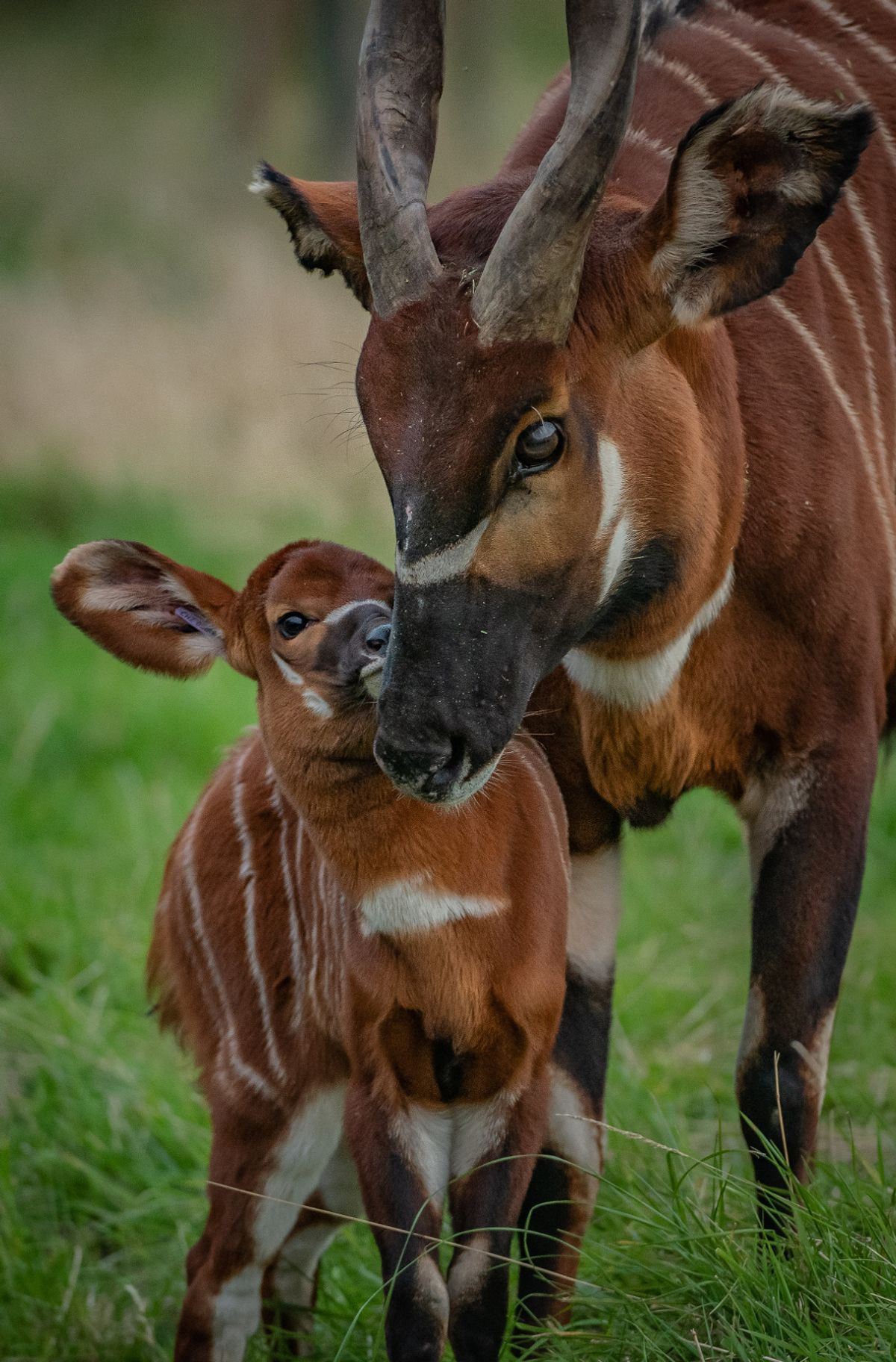 Critically endangered mountain bongo at Chester Zoo