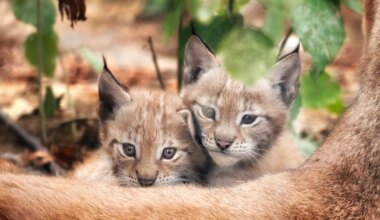 World unites to protect roaming animals from ultimate predator — man