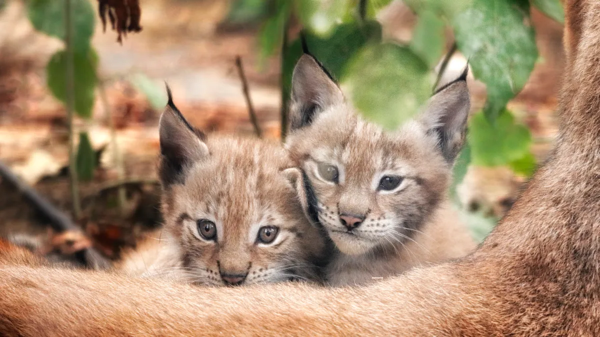 World unites to protect roaming animals from ultimate predator — man