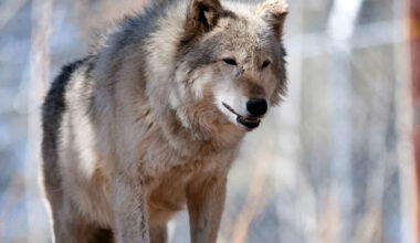 Over Half of the Gray Wolves Released into Colorado Since 2023 for Reintroduction Program Have Died