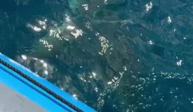 Huge Mallorca shark sighting during regatta in the Bay of Palma