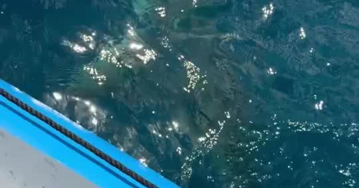 Huge Mallorca shark sighting during regatta in the Bay of Palma