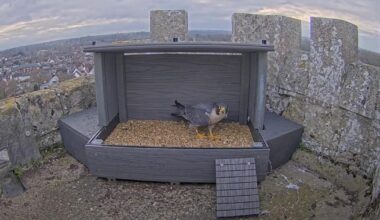 Romsey Abbey peregrine falcon dies after being hit by a vehicle