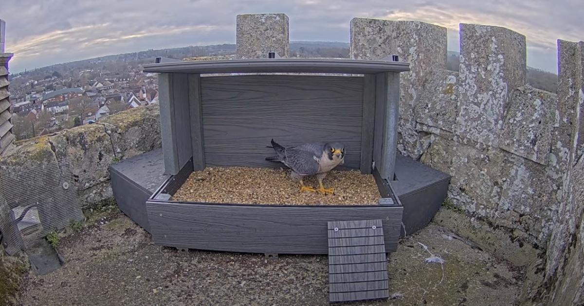 Romsey Abbey peregrine falcon dies after being hit by a vehicle