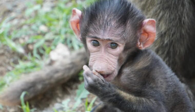 Precious Baby Baboon’s Cute Way of Turning Snack Time Into Playtime Is Simply Irresistible