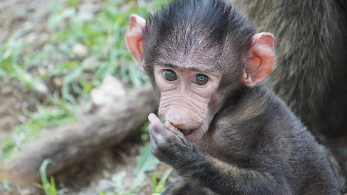 Precious Baby Baboon’s Cute Way of Turning Snack Time Into Playtime Is Simply Irresistible