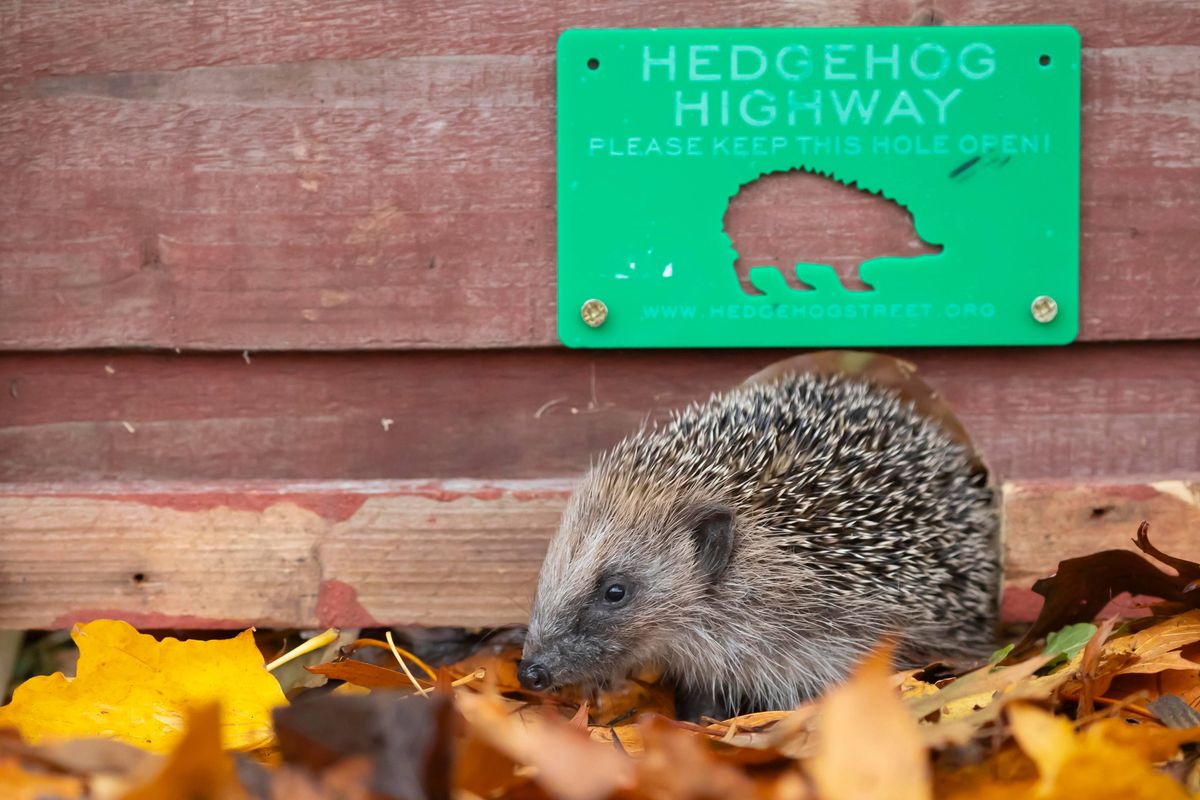 European hedgehog (Erinaceus europaeus) adult animal walking through a hole in a garden fence with a Hedgehog highway sign above in autumn, England, United Kingdom, Europe