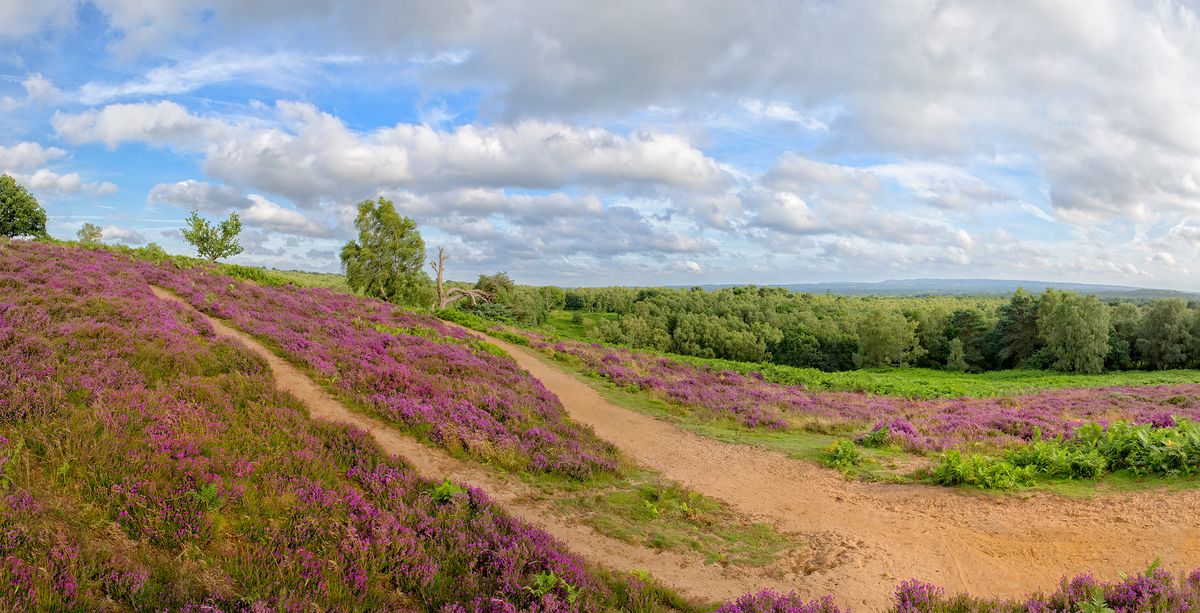 Puttenham Common in Guildford is one of a few existing nature reserves to be 'annexed' into the new Wealden Heaths NRR