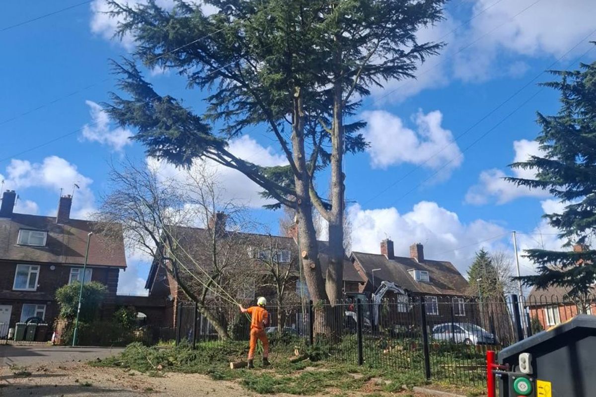 A picture showing the tree being felled on Edingley Square