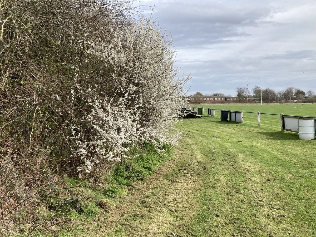 West Hull ARLFC have turned part of their home in North Road into an urban nature reserve