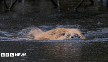 A beaver swimming