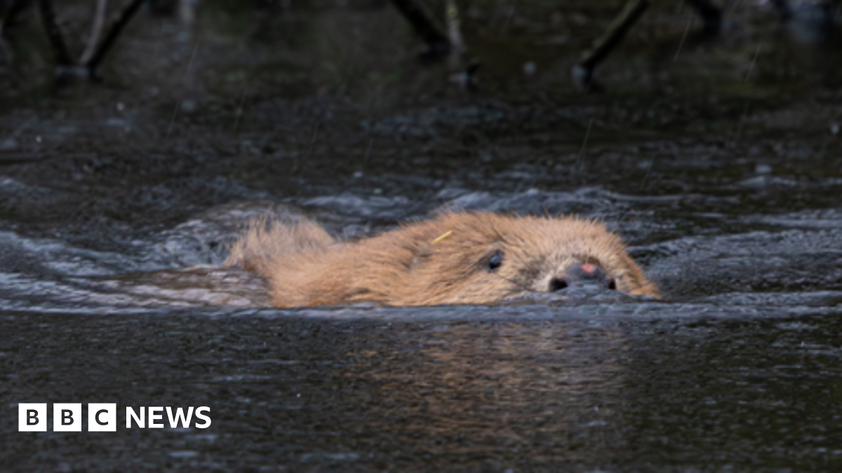 A beaver swimming