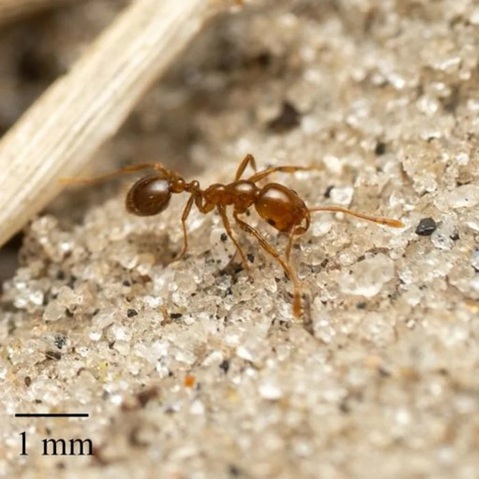 Fire ant S. invicta (Jesse Rorabaugh via Eurekalert)
