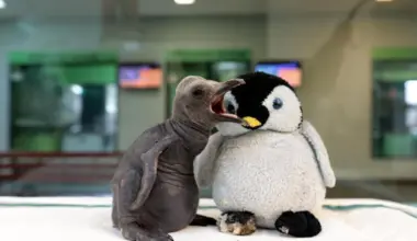 Learning from Punch the monkey: How S’pore experts help abandoned baby animals get back on their feet