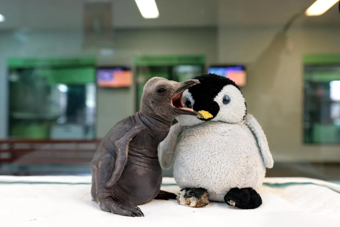 Learning from Punch the monkey: How S’pore experts help abandoned baby animals get back on their feet