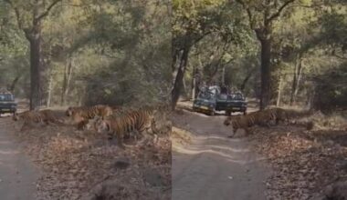 Tigress And Her Five Cubs Stroll Across Safari Track In Bandhavgarh, Internet Amazed