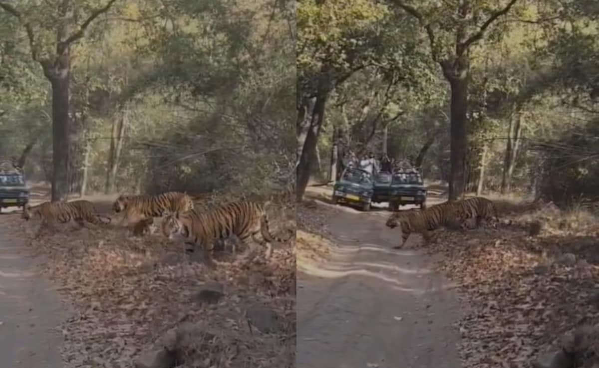 Tigress And Her Five Cubs Stroll Across Safari Track In Bandhavgarh, Internet Amazed