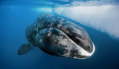 200-Year Lifespans Could Be Within Reach If Scientists Can Replicate This Dna Protection Mechanism