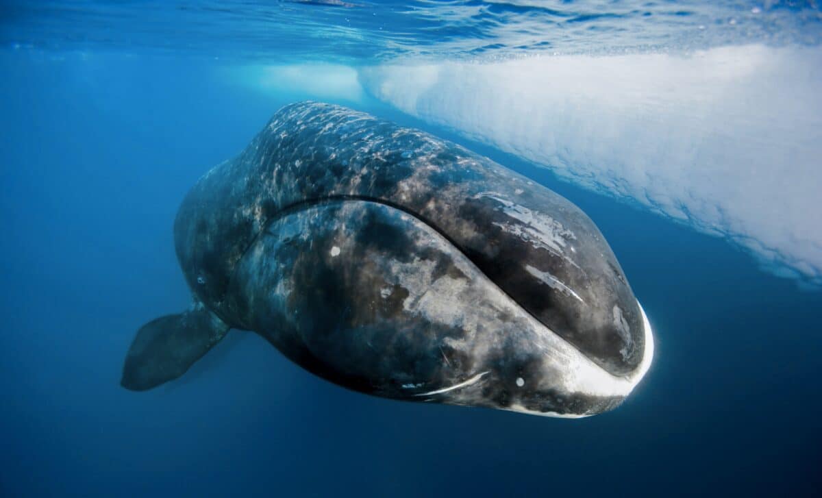 200-Year Lifespans Could Be Within Reach If Scientists Can Replicate This Dna Protection Mechanism