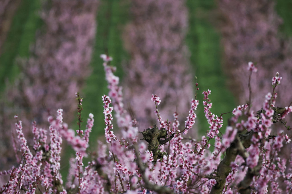 Peach blossom wave pulls visitors to Spain’s spring landscape