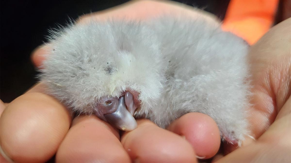 First kākāpō chick in four years hatches on Valentine's Day on Pukenui Anchor Island. The image shows a fluffy greyish white chick curled up on an outstretched hand.