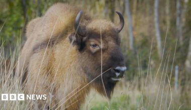 A light brown bison.