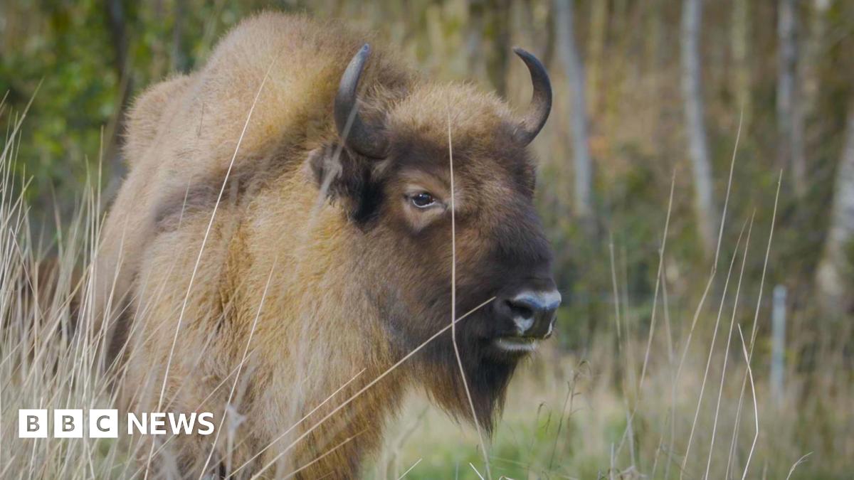 A light brown bison.