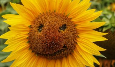 Somerset Camera Club members find faces in unusual places