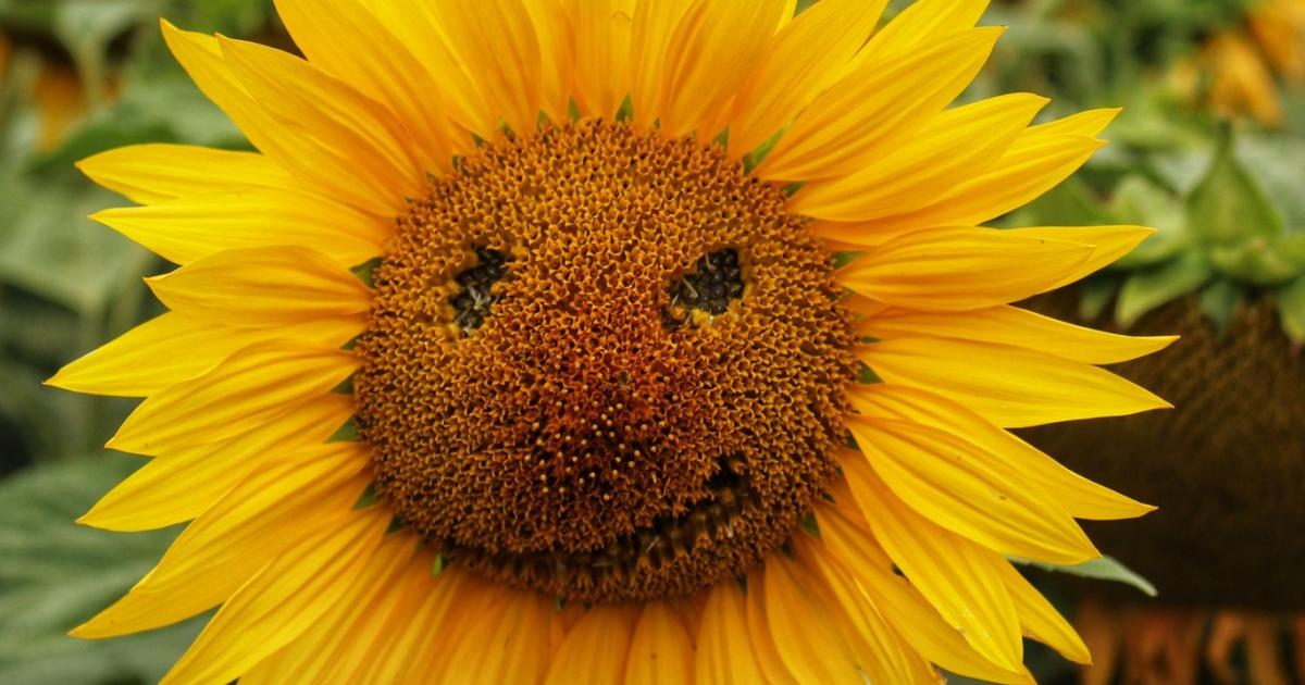 Somerset Camera Club members find faces in unusual places