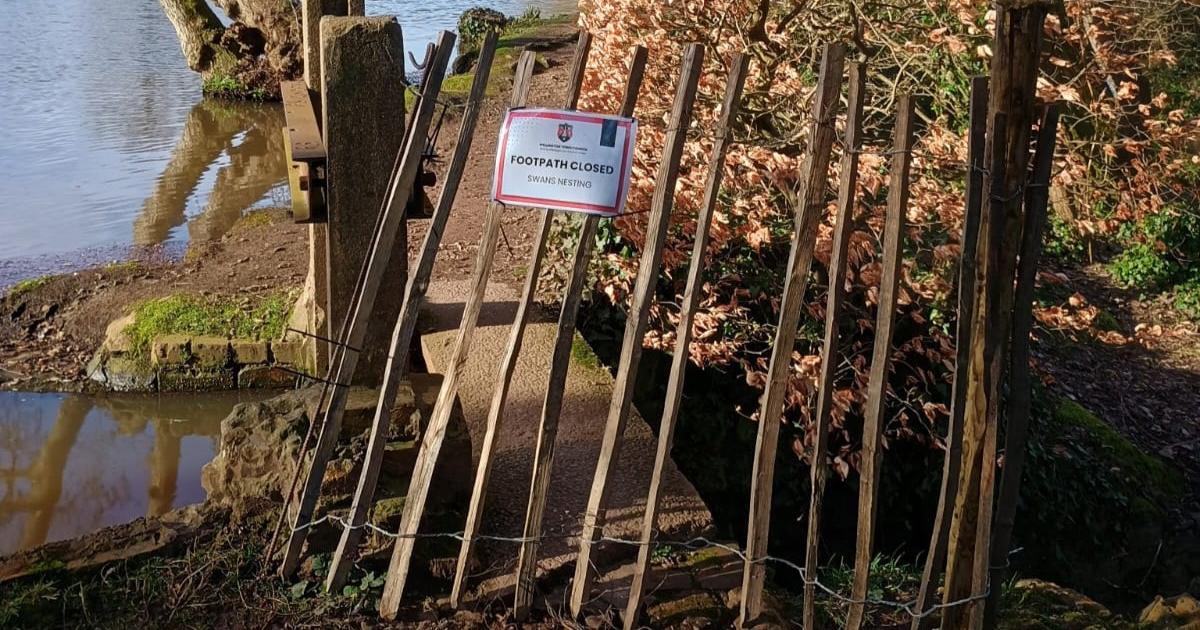 Wellington footpath closed as swans nesting in the area